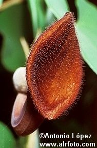 Flor